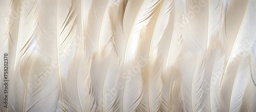 Ethereal White Feathers Floating Gracefully on Dark Background
