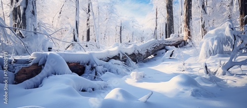 Enchanting Winter Wonderland: Snowy Forest with Majestic Trees and Scenic Snow-Covered Ground