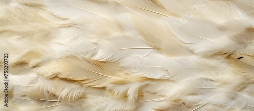 Ethereal White Feathers Floating Lightly on Air, Symbolizing Purity and Serenity