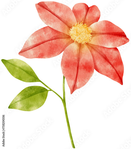 Fototapeta Naklejka Na Ścianę i Meble -  Red clematis flowers watercolor illustration