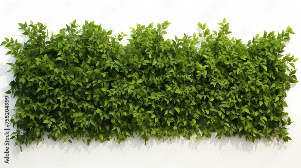 Neatly Trimmed Lush Green Hedge (Cut Out) - 8K Resolution

