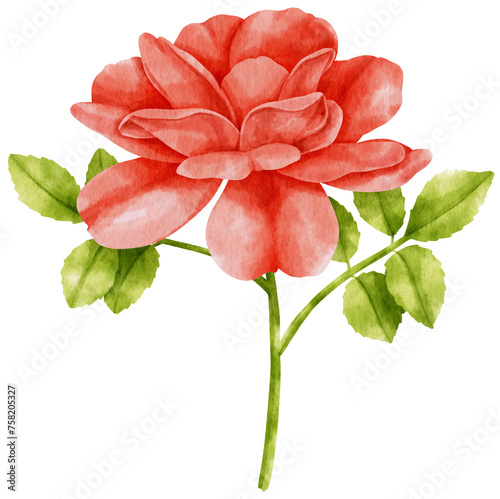 Fototapeta Naklejka Na Ścianę i Meble -  Red rose flowers watercolor illustration