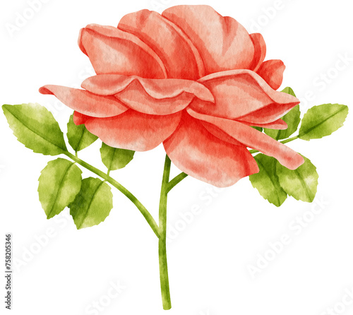 Fototapeta Naklejka Na Ścianę i Meble -  Red rose flowers watercolor illustration