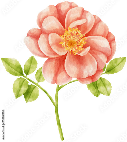 Fototapeta Naklejka Na Ścianę i Meble -  Red rose flowers watercolor illustration