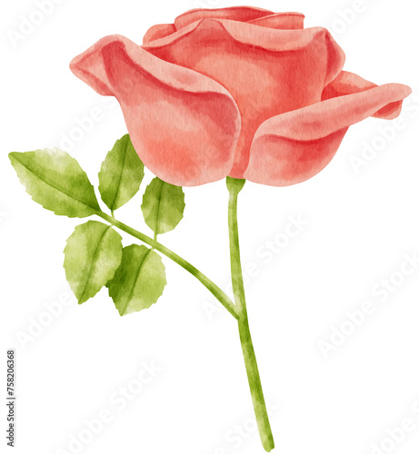 Fototapeta Naklejka Na Ścianę i Meble -  Red rose flowers watercolor illustration