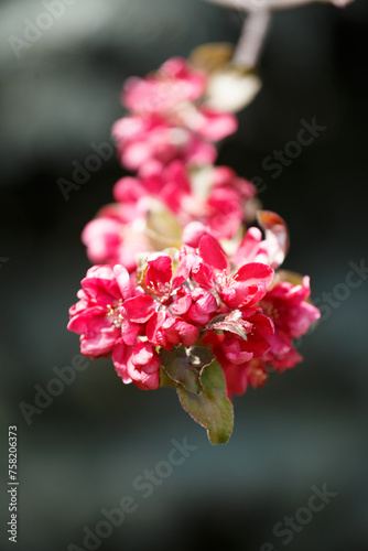 Branch of a blossoming apple tree with pink flowers close-up