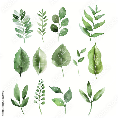 Green watercolor foliage collection, botanical illustrations on white background