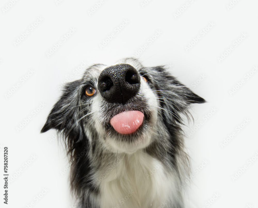 Hungry merle border collie dog licking its lips with tongue. Isolated on white background