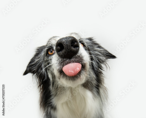 Hungry merle border collie dog licking its lips with tongue. Isolated on white background © Sandra