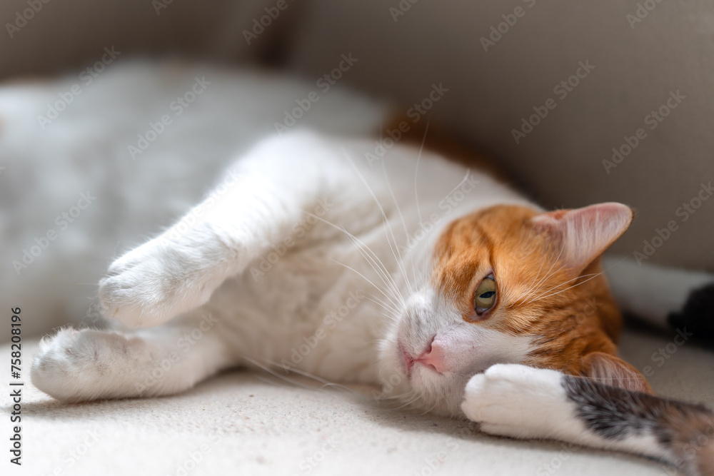 close up. brown and white cat with yellow eyes lying on a  sofa. close up