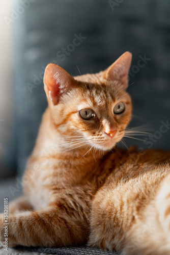 brown tabby cat with green eyes close up. vertical composition