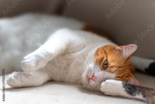 close up. brown and white cat with yellow eyes lying on a sofa. close up