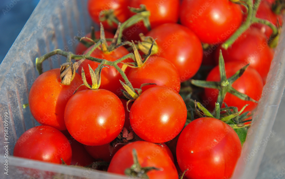 small red ripe tomatoes in a plastic container small red ripe tomatoes in a plastic container