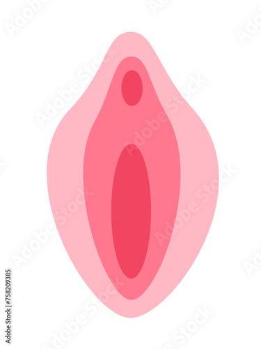 Vulva with vagina, labia minora, labina majora, clitoris and urinary meatus. Simple vector illustration of woman and female sex organ isolated on white.	 photo