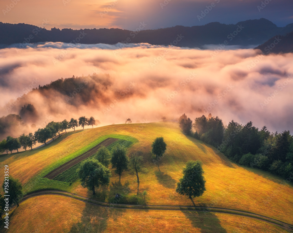 Aerial view of alpine meadows and mountains in low clouds at golden sunrise in summer. Top drone view of hills with green grass, trees in fog, house, colorful sky in Slovenia. Nature. Mountain valley