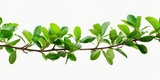 Vibrant green leaves on a white backdrop, ideal for nature concepts
