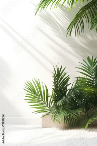 Interior of a room with a plant against a white wall, suitable for home decor concepts