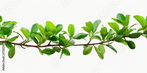 Vibrant green leaves on a white backdrop, ideal for nature concepts
