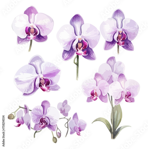 Watercolor Drawing vector Purple orchid flower with leaves, isolated on a white background, clipart, Graphic art, Painting Illustration.