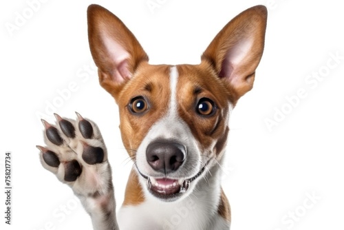 A cute dog with its paw raised, ready for a high five. Great for pet lovers and animal enthusiasts © Fotograf