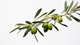 Olive branch with ripe and delicious olives cut out.

