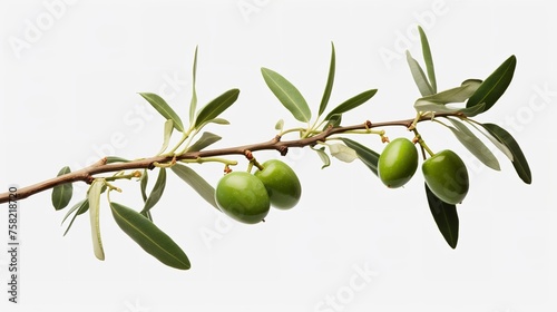 Wallpaper Mural Olive branch with ripe and delicious olives cut out.

 Torontodigital.ca