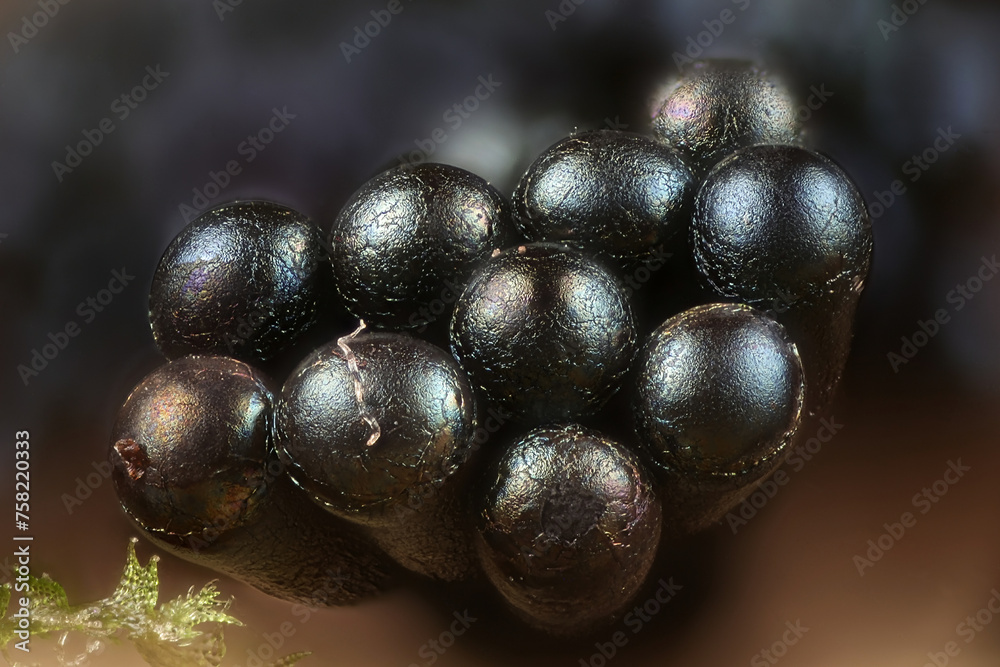 Wasp nest slime mold, Metatrichia vesparium, microscope image Wasp nest slime mold, Metatrichia vesparium, microscope image
