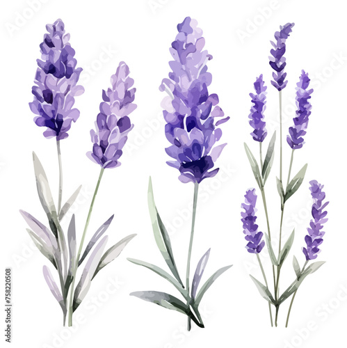watercolor Painting Illustration of a set purple lavender flowers with leaves, isolated on a white background, Drawing art clipart, Illustration and Vector, Graphic Painting.
