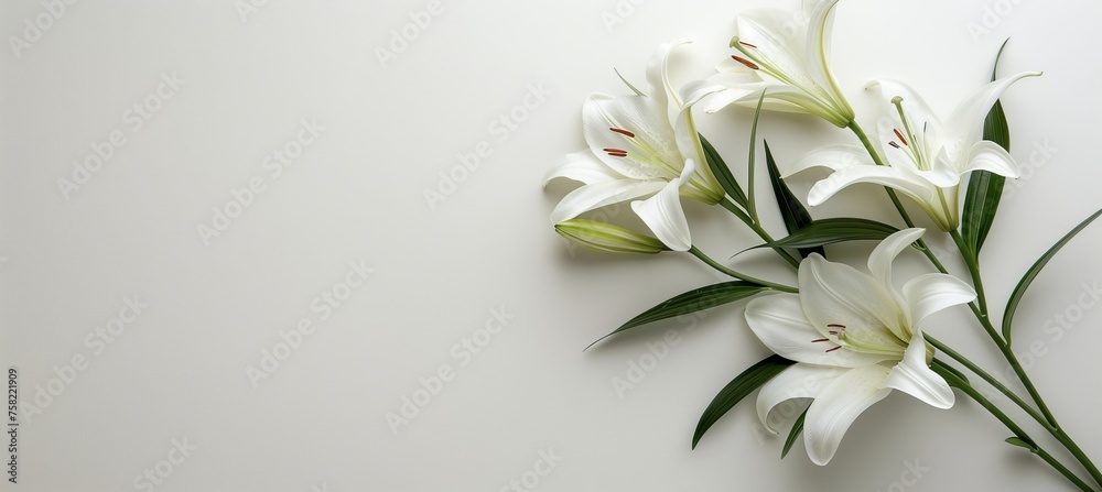 Funeral lily displayed on a white background with ample space provided for text placement