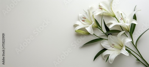 Funeral lily displayed on a white background with ample space provided for text placement