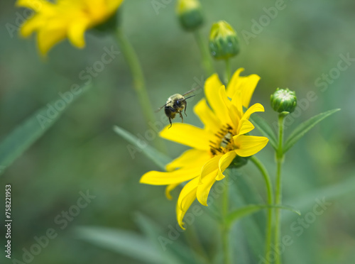 Bee landing on yellow flower