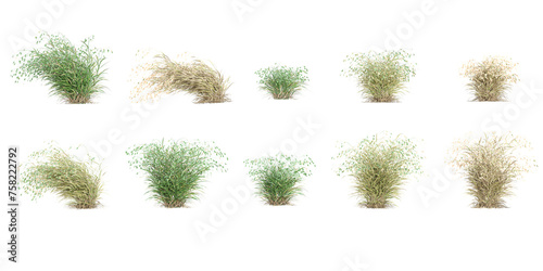 Fototapeta Naklejka Na Ścianę i Meble -  3d illustration of set Woodoats grass isolated on white background stock photo