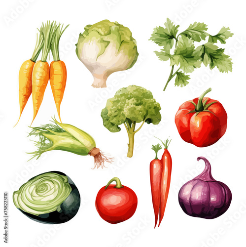 Watercolor Painting vector of broccoli, cauliflower, cabbage, pepper, garlic, radishes, onions, carrots and other vegetables isolated on white background, Illustration, Drawing clipart, Graphic.