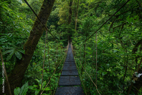 suspension bridge in the rainforest