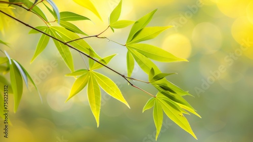  a close up of a leafy tree branch with sunlight shining through the leaves and blurry in the background.