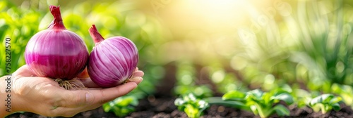 Hand holding red onion on blurred background, copy space for text, onion selection concept