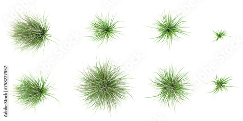 Fresh spring green West lndian lemon grass isolated on white background.Top view photo