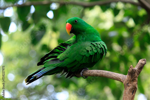 Nuri Bayan (Eclectus Roratus), a parrot with intelligence to imitate human voices. Birds habitat is in the forests of Maluku and Papua, populations are threatened. photo