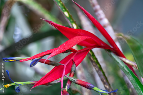 Red flower of billbergia nutans bloom in glasshouse close-up. Drooping or hanging tropical exotic plants. Pink queen's tears of bromeliaceae family grow in greenhouse. Horticulture and floriculture.