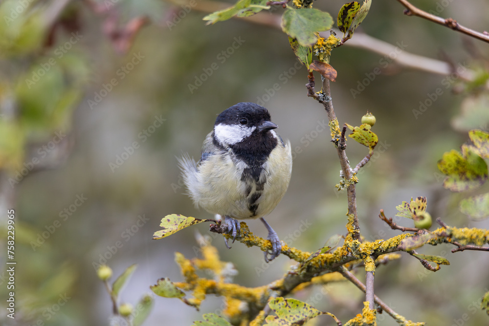 Obraz premium great tit on a branch