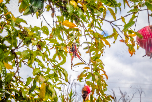 Garden spider on a pomegranate tree in Laguna Grande Zacatecas