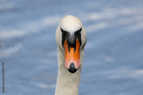 Fototapeta Naklejka Na Ścianę i Meble -  close up of a swan