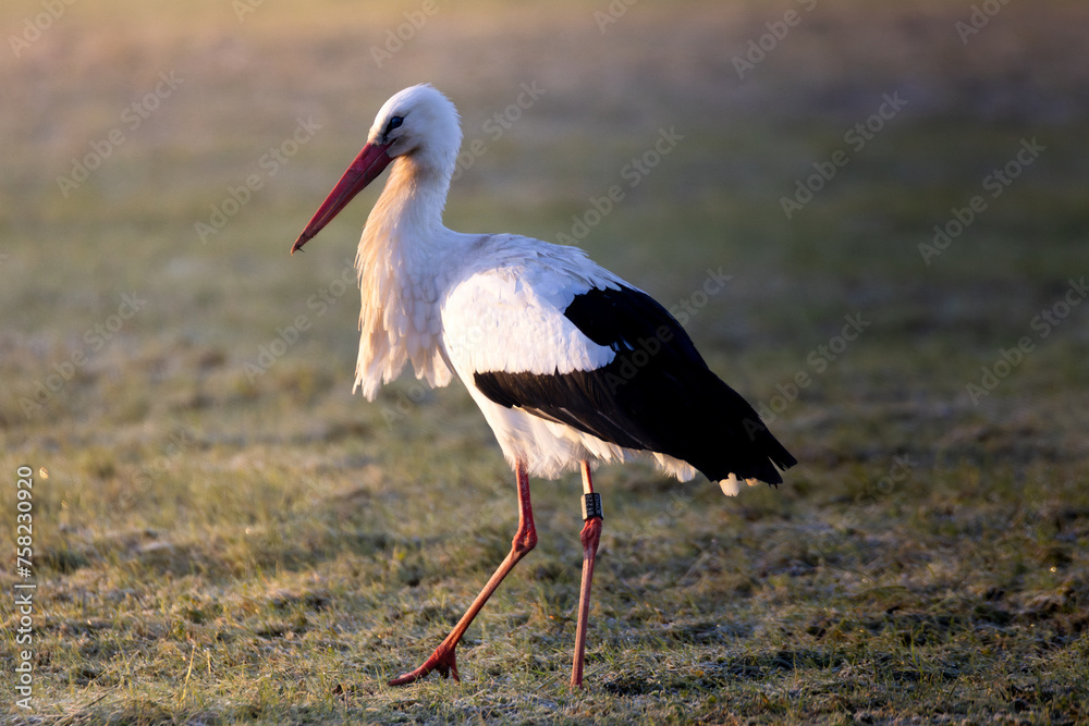 Fototapeta premium stork in the grass