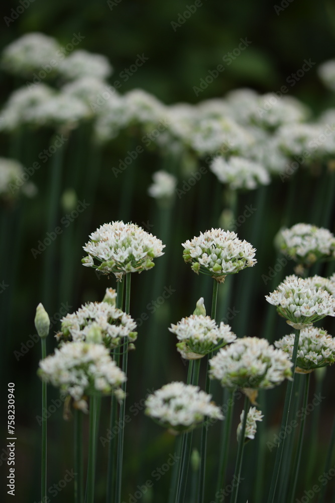 White alliums blooming in summer garden, allium flowers background. White alliums blooming in summer garden, allium flowers background.