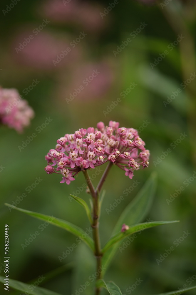 Swamp milkweed flowers closeup starts blooming, pink bonesets buds and flowers on bokeh green background. Swamp milkweed flowers closeup starts blooming, pink bonesets buds and flowers on bokeh green background.