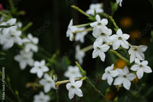 White jasmine tobacco blooming flowers on bokeh garden background, floral background. photo