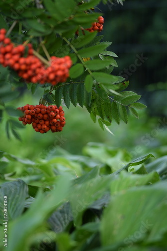 Rowan fruits closeup, mountain-ashes fruits on tree at early autumn.