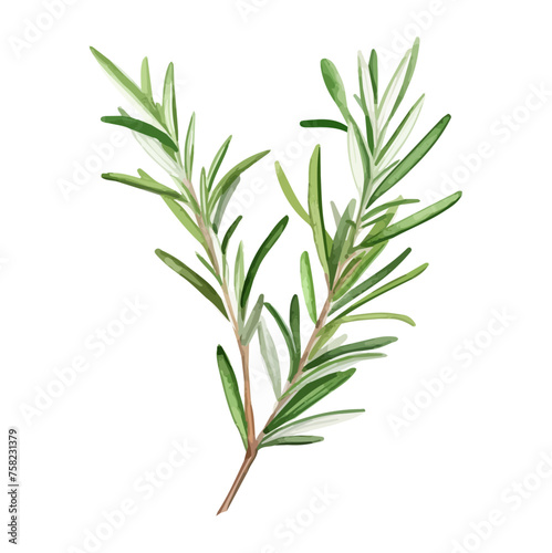 Watercolor Illustration clipart of a rosemary leaf plant, isolated on a white background, Drawing, art Graphic, Painting Vector.