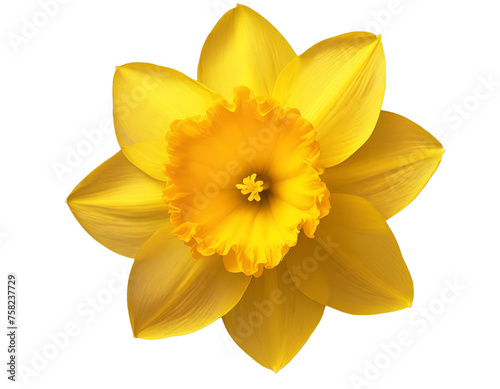 Close-up of yellow daffodil flower petals and wreath on transparent background in PNG format (Illustration AI)