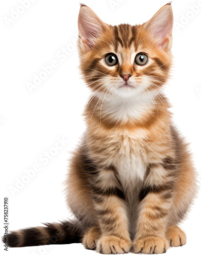 scottish fold cat isolated © Kitta